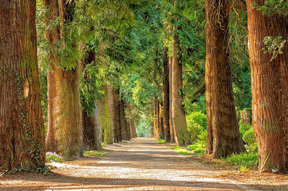 nature forest bathing depression